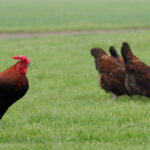 Redcap Chicken: A Unique Heritage Poultry Breed