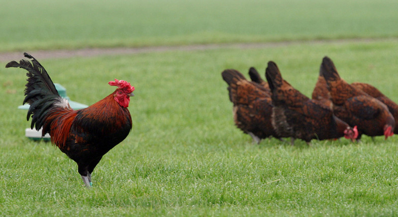 Redcap Chicken: A Unique Heritage Poultry Breed