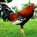 The Roundhead Gamefowl: History and Fighting Style