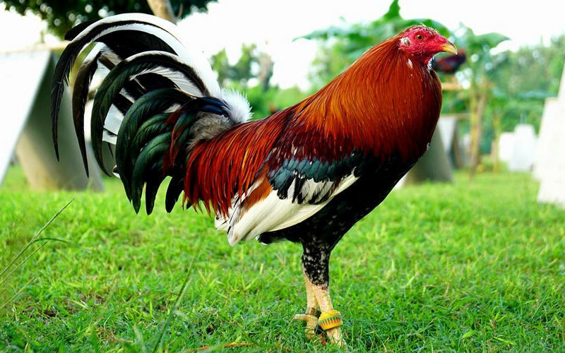 The Roundhead Gamefowl: History and Fighting Style