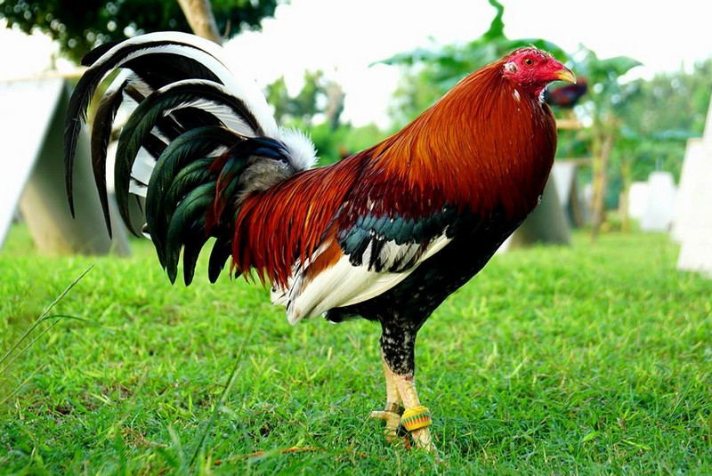 roundhead gamefowl