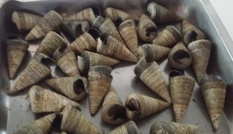 telescope snails