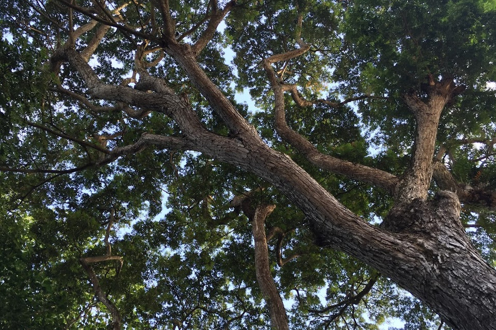 Acacia Tree