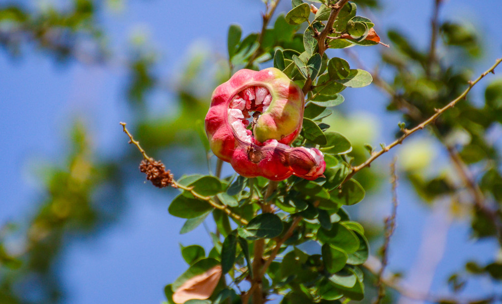 Camachile (Manila Tamarind) tree