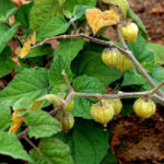 Cape gooseberry