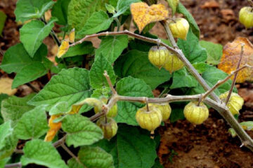 Cape Gooseberry: The Golden Berry with Amazing Health Properties