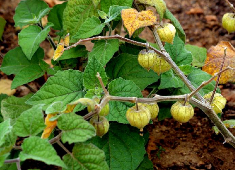 Cape gooseberry