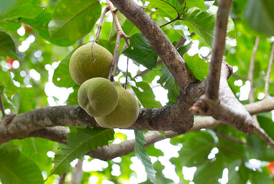 Cotton Fruit (Santol)