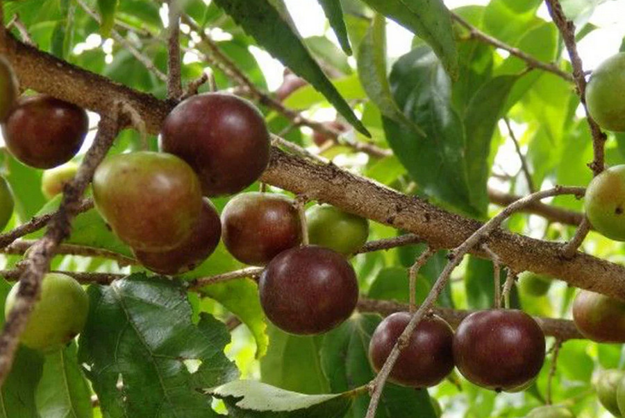 Governor's Plum (Sirali) tree