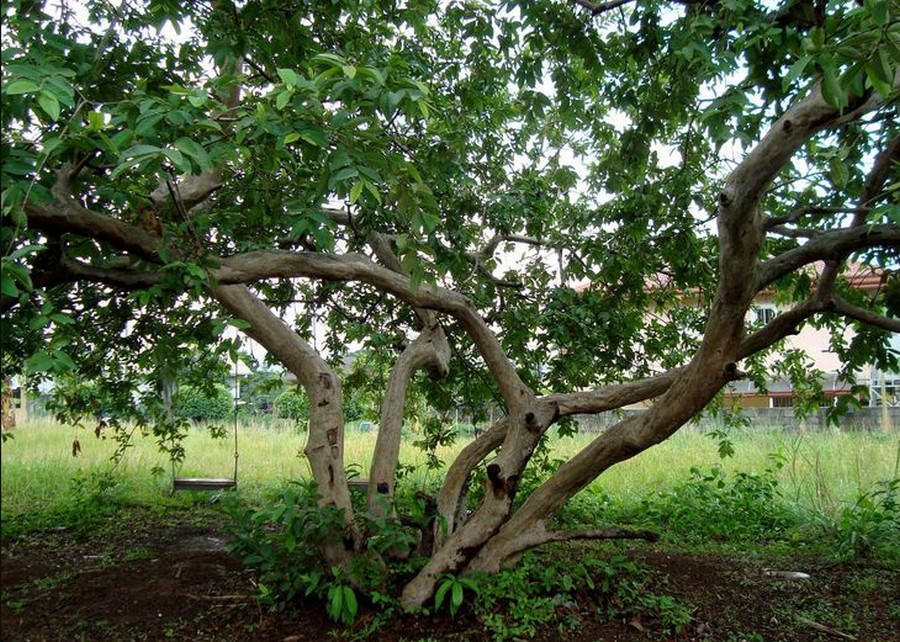 Guava (Bayabas)