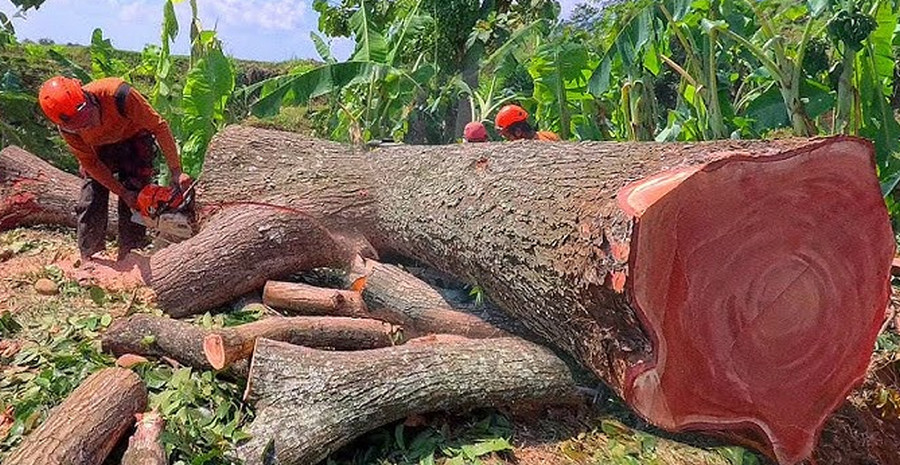 Mahogany Tree cutting