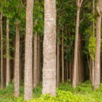 Mahogany Tree: Description, Characteristics, and Uses