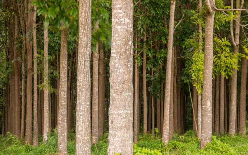 Mahogany Tree: Description, Characteristics, and Uses