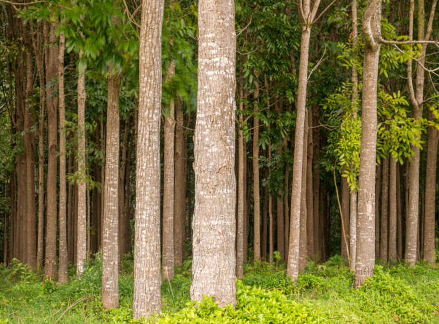 Mahogany Tree: Description, Characteristics, and Uses