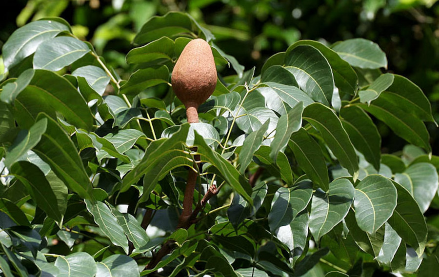 Mahogany fruit and leaves