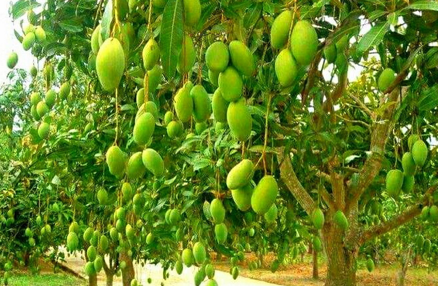 Mango (Mangga) fruit trees