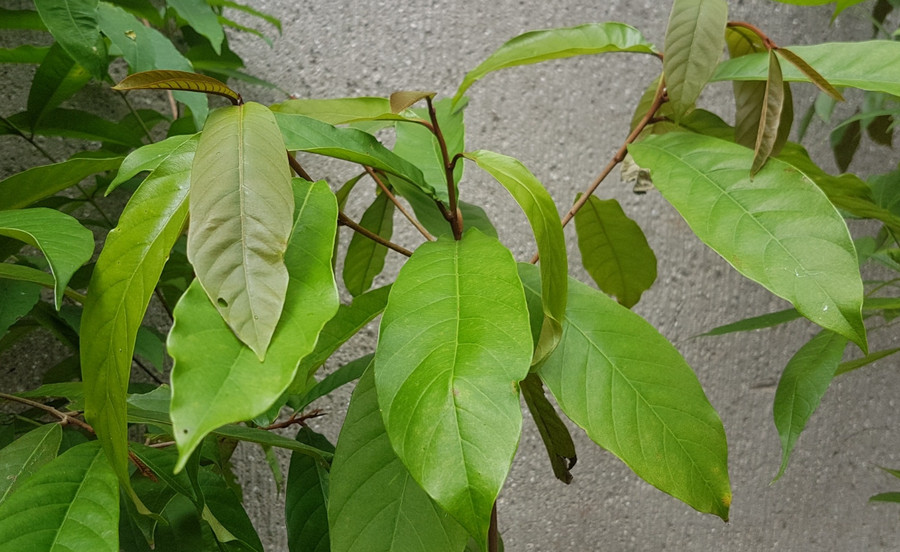 Red Nato tree leaves