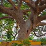 acacia tree in la union