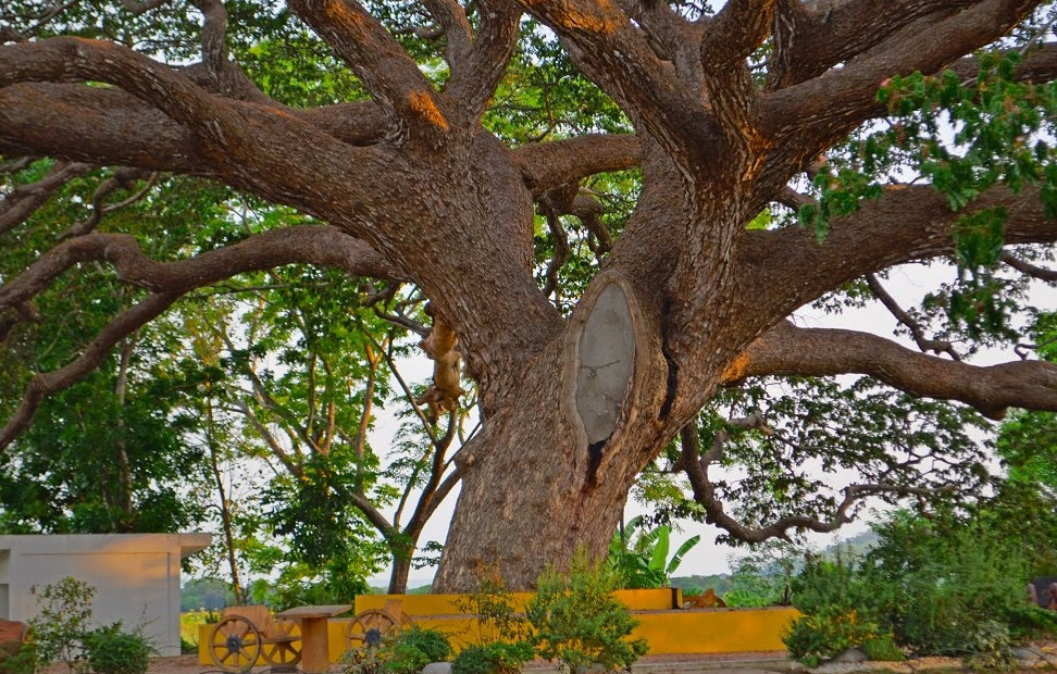 acacia tree in la union