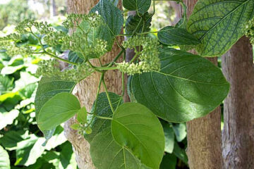 Alagaw Tree: Description, Characteristics, and Uses