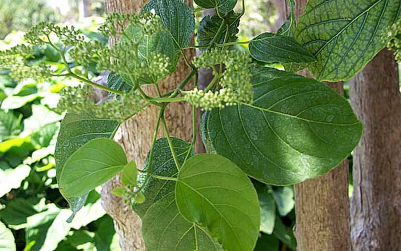 Alagaw Tree: Description, Characteristics, and Uses