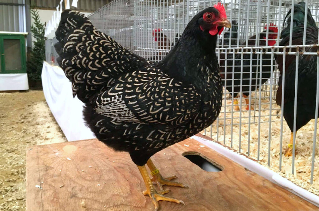 Barnevelder Chicken Breed: The Double-Laced Dutch Beauty