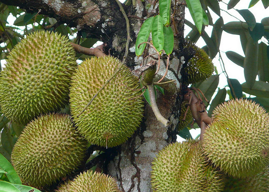 durian fruit trees