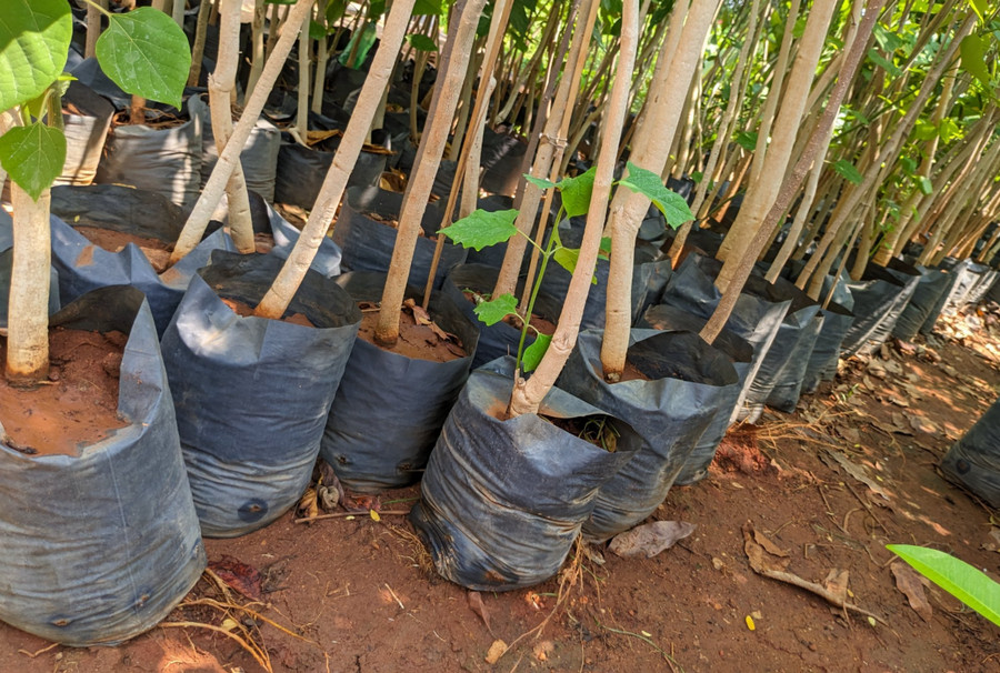 fast growing trees in the philippines - gmelina