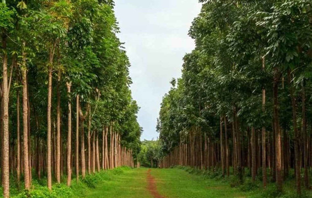 fast growing trees in the philippines mahogany