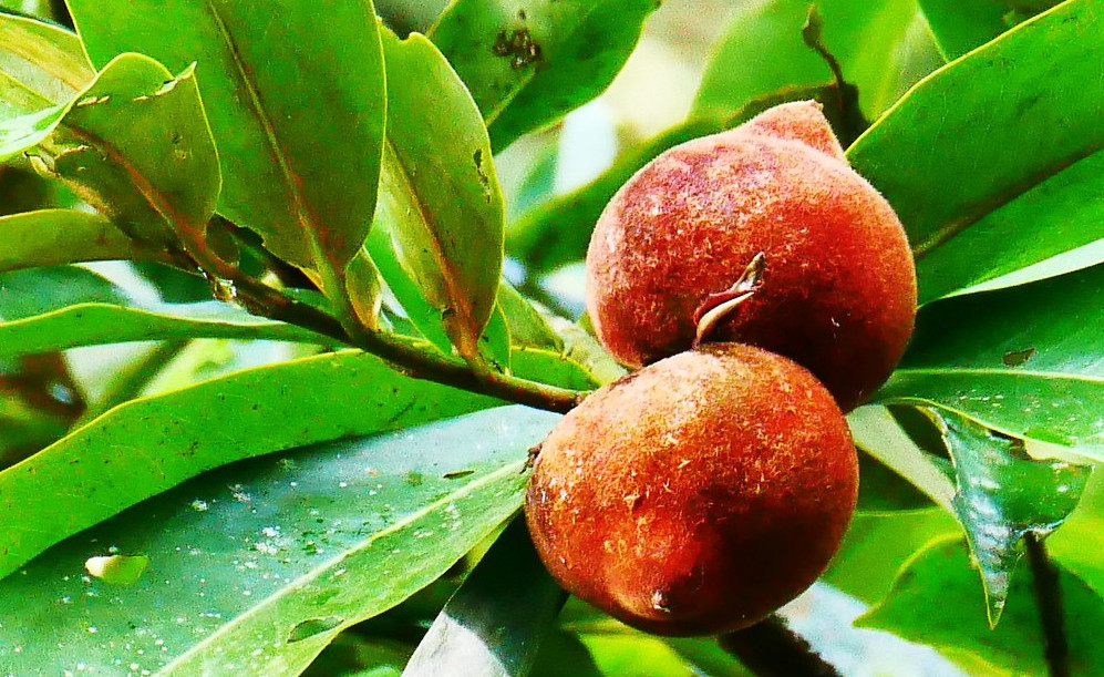 fruit trees - kamagong-mabolo