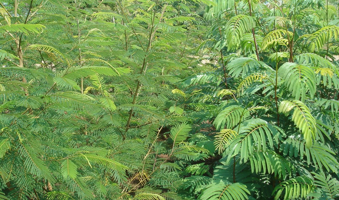 ipil ipil tree leaves