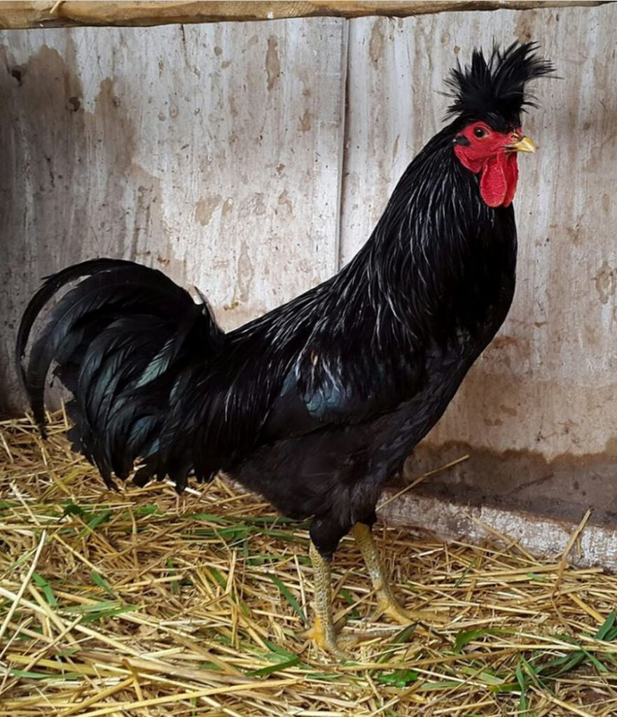 Kosovo Longcrower: The Singing Rooster With a Minute-Long Crow