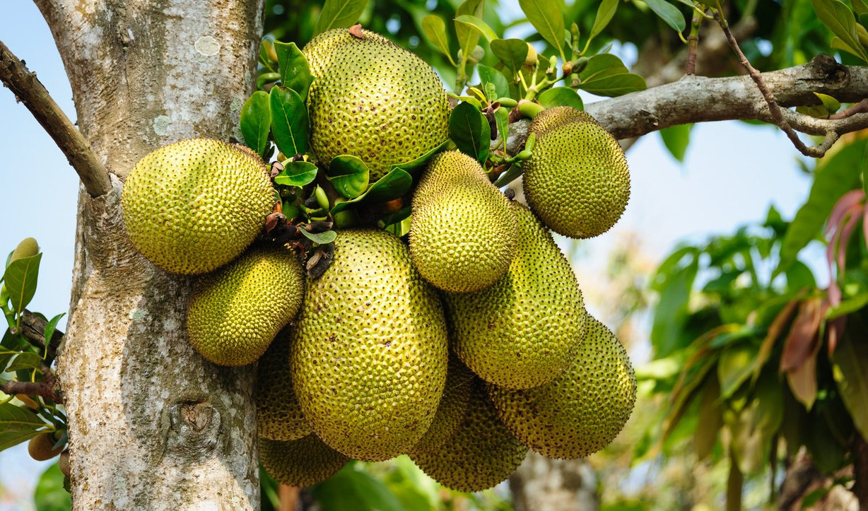 langka fruit tree