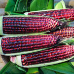 purple corn