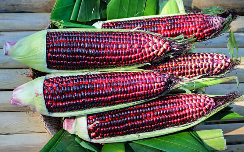 Purple Corn: The Colorful Crop Transforming Filipino Farming