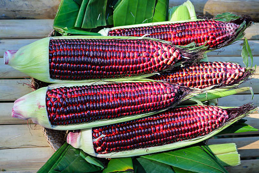 Purple Corn: The Colorful Crop Transforming Filipino Farming