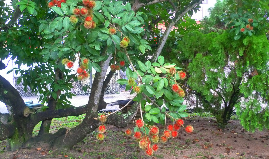 rambutan fruit trees