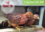 Rhode Island Red Chicks and Fertilized Eggs For Sale SJDM, Bulacan