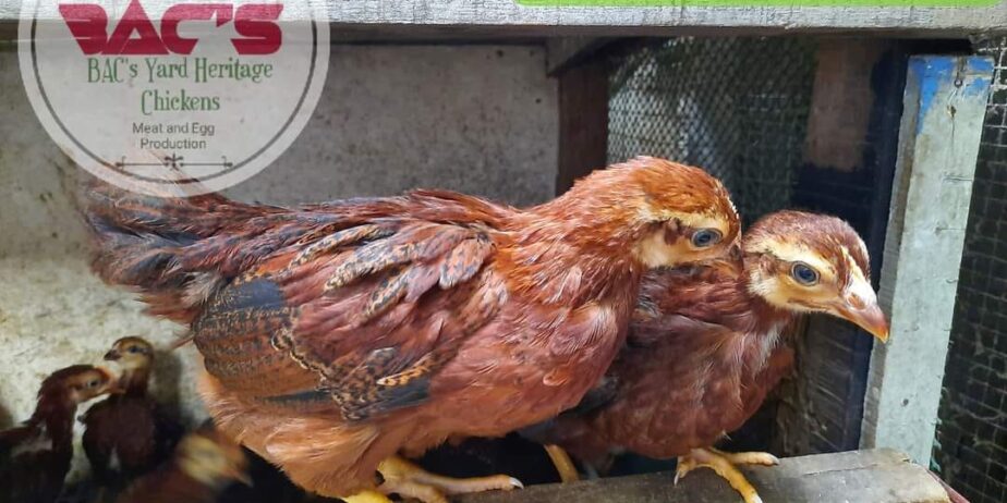 Rhode Island Red Chicks and Fertilized Eggs For Sale SJDM, Bulacan