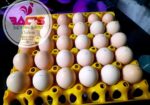 Rhode Island Red Chicks and Fertilized Eggs For Sale SJDM, Bulacan