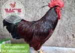 Rhode Island Red Chicks and Fertilized Eggs For Sale SJDM, Bulacan