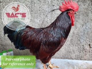 Rhode-island-red-rooster-Philippines