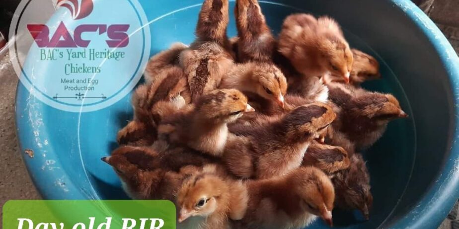 Rhode Island Red Chicks and Fertilized Eggs For Sale SJDM, Bulacan